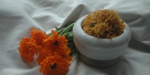 Beitragsbild des Blogbeitrags Die Ringelblume, einer der besten Heilpflanzen