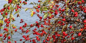 Beitragsbild des Blogbeitrags Hagebutten – Vitaminbombe im Herbst und Heilkraut