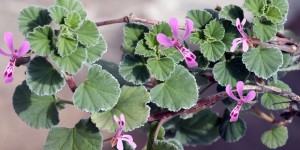 Beitragsbild des Blogbeitrags Kapland-Pelargonie – Heilpflanze gegen Bronchitis und Schnupfen
