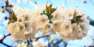 Beitragsbild des Blogbeitrags Was tun im April auf Balkon, Terrasse oder Garten 