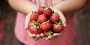 Beitragsbild des Blogbeitrags Die Erdbeere eine Frucht der Liebe 