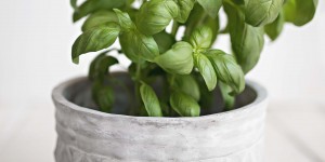 Beitragsbild des Blogbeitrags Basilikum Heilkraut aus dem Supermarkt