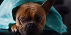Beitragsbild des Blogbeitrags Unseren Samtpfoten zuliebe – auf Feuerwerkskörper verzichten