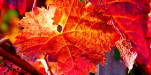 Beitragsbild des Blogbeitrags Heilen mit rotem Weinlaub