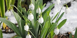 Beitragsbild des Blogbeitrags Was tun im Garten im Feber?