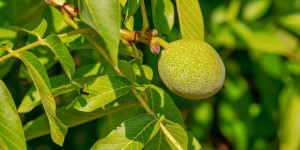 Beitragsbild des Blogbeitrags Altes Rezept für Nussschnaps