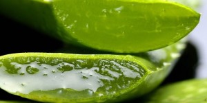 Beitragsbild des Blogbeitrags Von Sonnenbrand bis Sonnenallergie. Welche Kräuter und Hausmittel helfen wirklich?