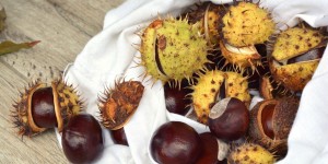 Beitragsbild des Blogbeitrags Rosskastanie – Heilbaum vor der Tür