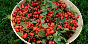 Beitragsbild des Blogbeitrags Hagebutten – Vitaminbombe im Herbst und Heilkraut