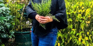 Beitragsbild des Blogbeitrags Mit wärmenden Rosmarin in die Herbst- und Wintermonate ziehen – Rosmarinsalbe