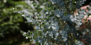 Beitragsbild des Blogbeitrags Eukalyptus – Heilwirkung und Rezepte
