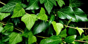 Beitragsbild des Blogbeitrags Efeu, die kletternde Heilpflanze