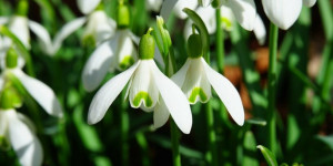 Beitragsbild des Blogbeitrags Die ersten Schneeglöckchen sind da – Heilwirkung des Frühlingsboten