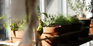 Beitragsbild des Blogbeitrags Was tun im März auf Balkon, Terrasse oder im Garten?