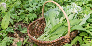 Beitragsbild des Blogbeitrags Essbare Wildkräuter im Frühling