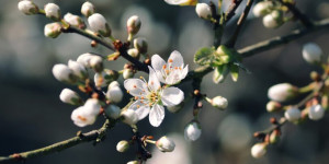Beitragsbild des Blogbeitrags Schlehdorn – Heilwirkung