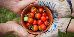 Beitragsbild des Blogbeitrags Tomaten und ihre Wirkung auf unsere Gesundheit