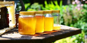 Beitragsbild des Blogbeitrags Triebspitzen von Tannen und Fichten sammeln – Maiwipfelsirup machen