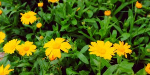 Beitragsbild des Blogbeitrags Die Ringelblume, einer der besten Heilpflanzen