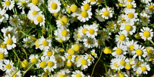 Beitragsbild des Blogbeitrags Die Königin der Heilpflanzen – Kamille