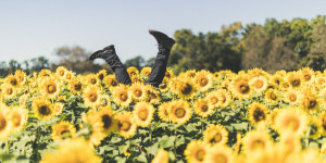 Beitragsbild des Blogbeitrags Mit Sonnenblumen heilen