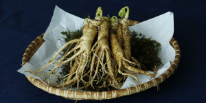 Beitragsbild des Blogbeitrags Ginseng – der natürliche Jungbrunnen 