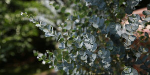 Beitragsbild des Blogbeitrags Eukalyptus – Heilwirkung und Rezepte