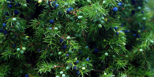 Beitragsbild des Blogbeitrags Wacholder die dunkelblaue Kraft der Natur