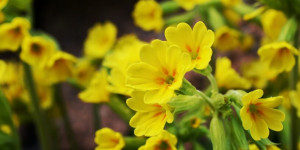 Beitragsbild des Blogbeitrags Die Heilwirkung der Schlüsselblume