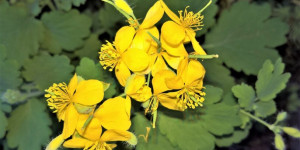 Beitragsbild des Blogbeitrags Schöllkraut – gelber Saft des Lebens