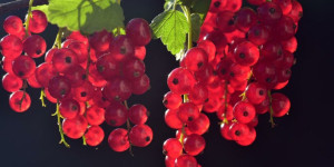 Beitragsbild des Blogbeitrags Johannisbeere oder Ribisel – gesundes saures Früchtchen