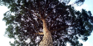 Beitragsbild des Blogbeitrags Die Zirbe – heiliger Baum im Alpenraum 
