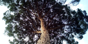 Beitragsbild des Blogbeitrags Die Zirbe – heiliger Baum im Alpenraum