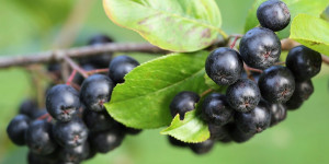 Beitragsbild des Blogbeitrags Aronia – Vitaminbombe 