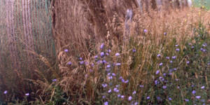 Beitragsbild des Blogbeitrags Heublumen – traditionelle Heilkräuter für zahlreiche Anwendungen 