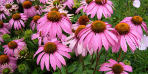 Beitragsbild des Blogbeitrags Echinacea – Mit dem roten Sonnenhut heilen 