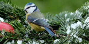 Beitragsbild des Blogbeitrags Vögel im Winter füttern