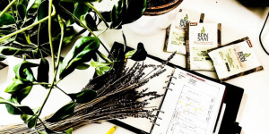 Beitragsbild des Blogbeitrags Vorbereitungen auf den Frühling | Jänner – Feber