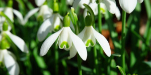 Beitragsbild des Blogbeitrags Die ersten Schneeglöckchen sind da – Heilwirkung des Frühlingsboten