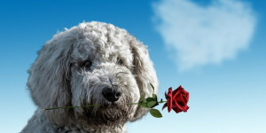Beitragsbild des Blogbeitrags Valentinstag – Geschenke zum Selbermachen