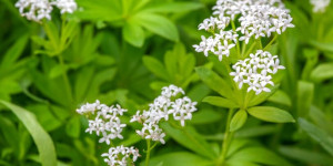 Beitragsbild des Blogbeitrags Waldmeister