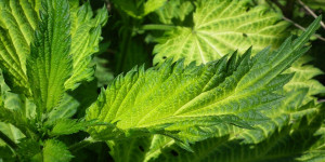 Beitragsbild des Blogbeitrags Was tun im Mai auf Balkon, Terrasse oder Garten