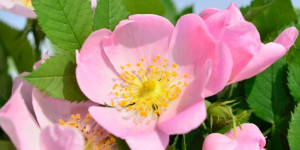 Beitragsbild des Blogbeitrags Rosenblüten der Heckenrose (Hagebuttenstrauch) – Heilwirkung und Rezepte