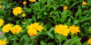 Beitragsbild des Blogbeitrags Die Ringelblume, einer der besten Heilpflanzen 