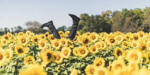 Beitragsbild des Blogbeitrags Mit Sonnenblumen heilen