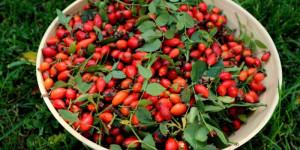 Beitragsbild des Blogbeitrags Hagebutten – Vitaminbombe im Herbst und Heilkraut
