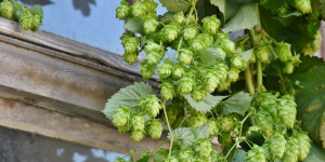Beitragsbild des Blogbeitrags Entspannter leben mit Hopfen