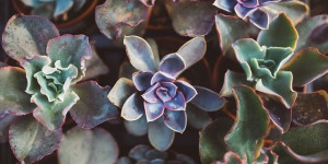 Beitragsbild des Blogbeitrags Hauswurz – Heilwirkung