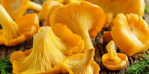 Beitragsbild des Blogbeitrags Pilze im Herbst – Pfifferling – Eierschwammerl