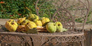Beitragsbild des Blogbeitrags Was tun im Oktober? Garten-, Pflanzen und Tiertipps